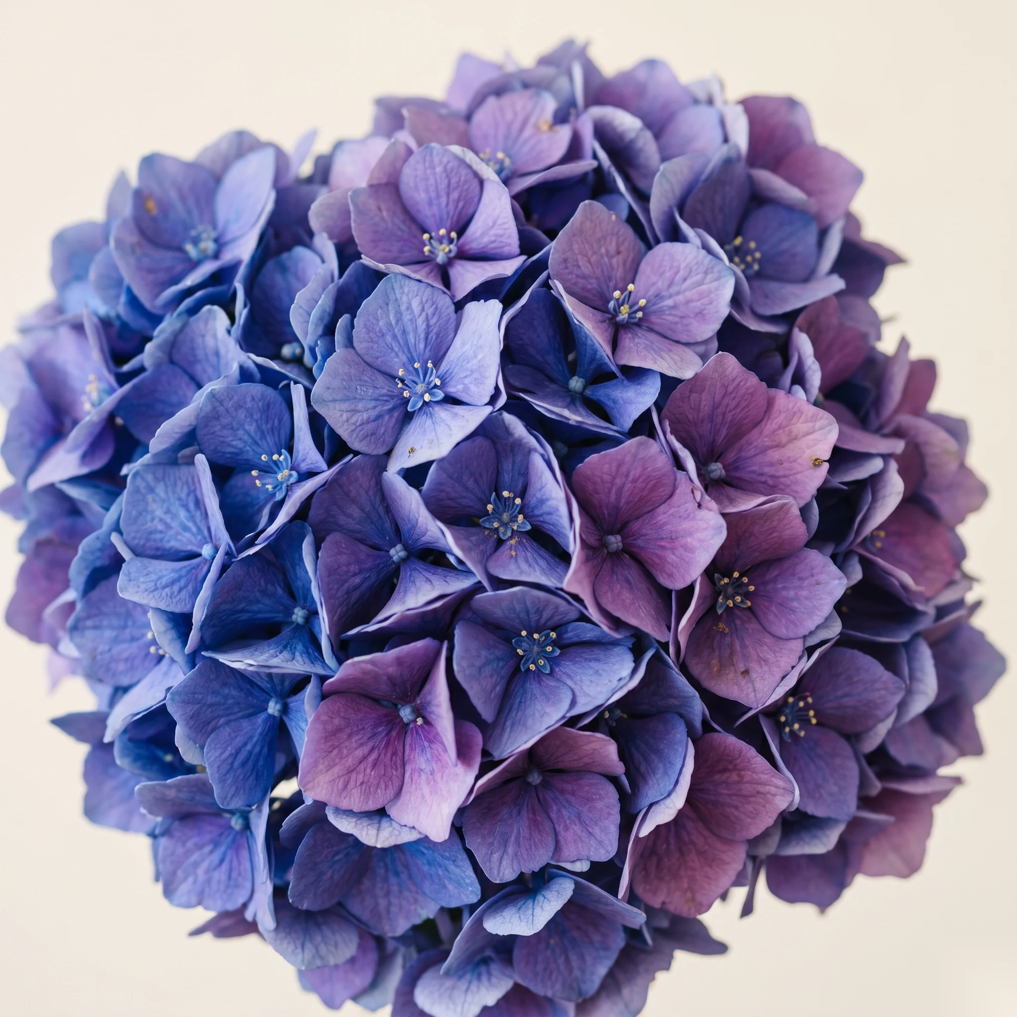 Hortensia