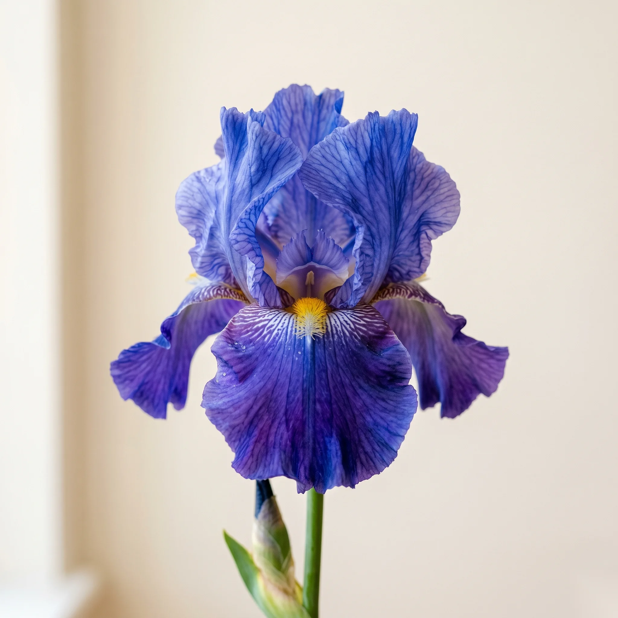 Iris