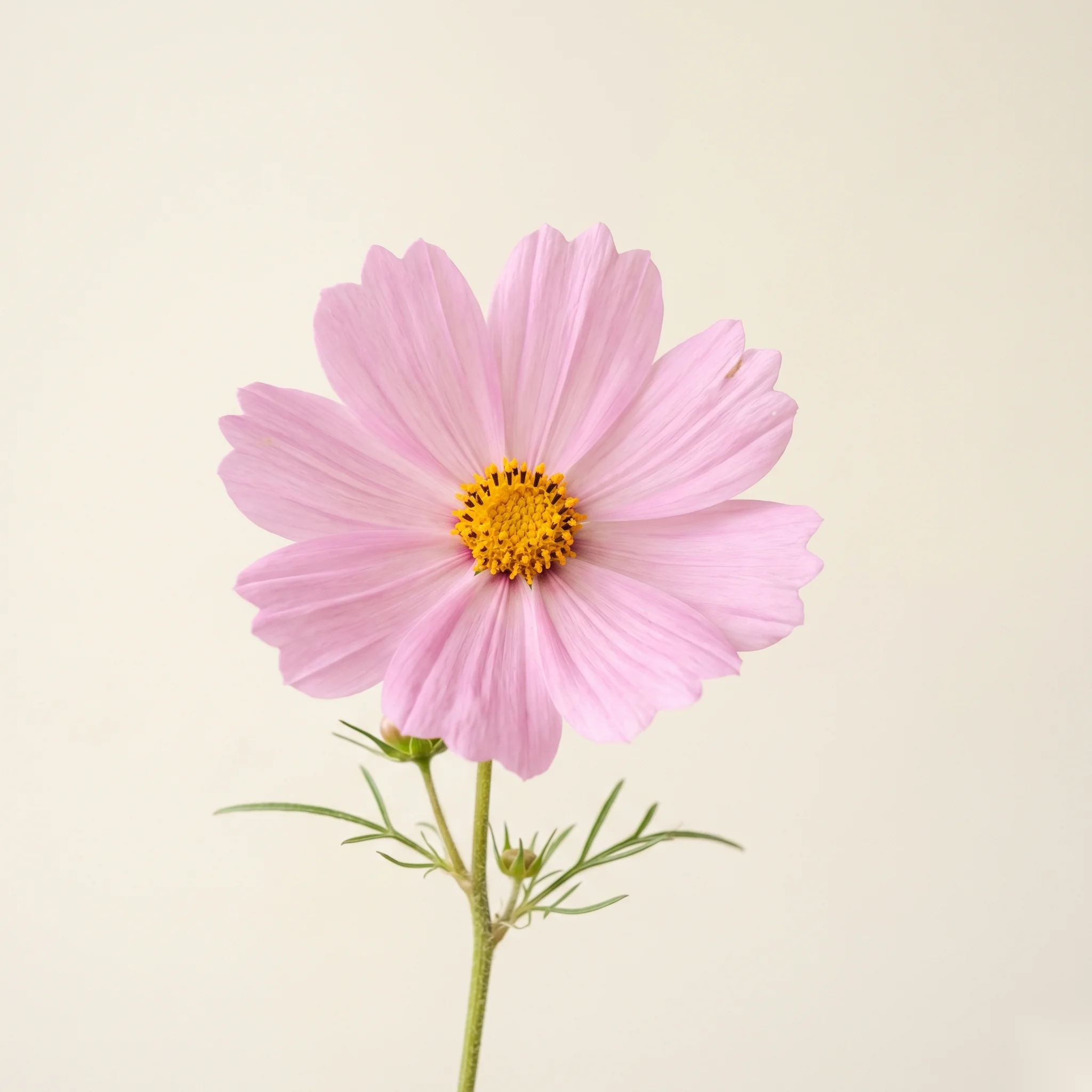 Cosmos