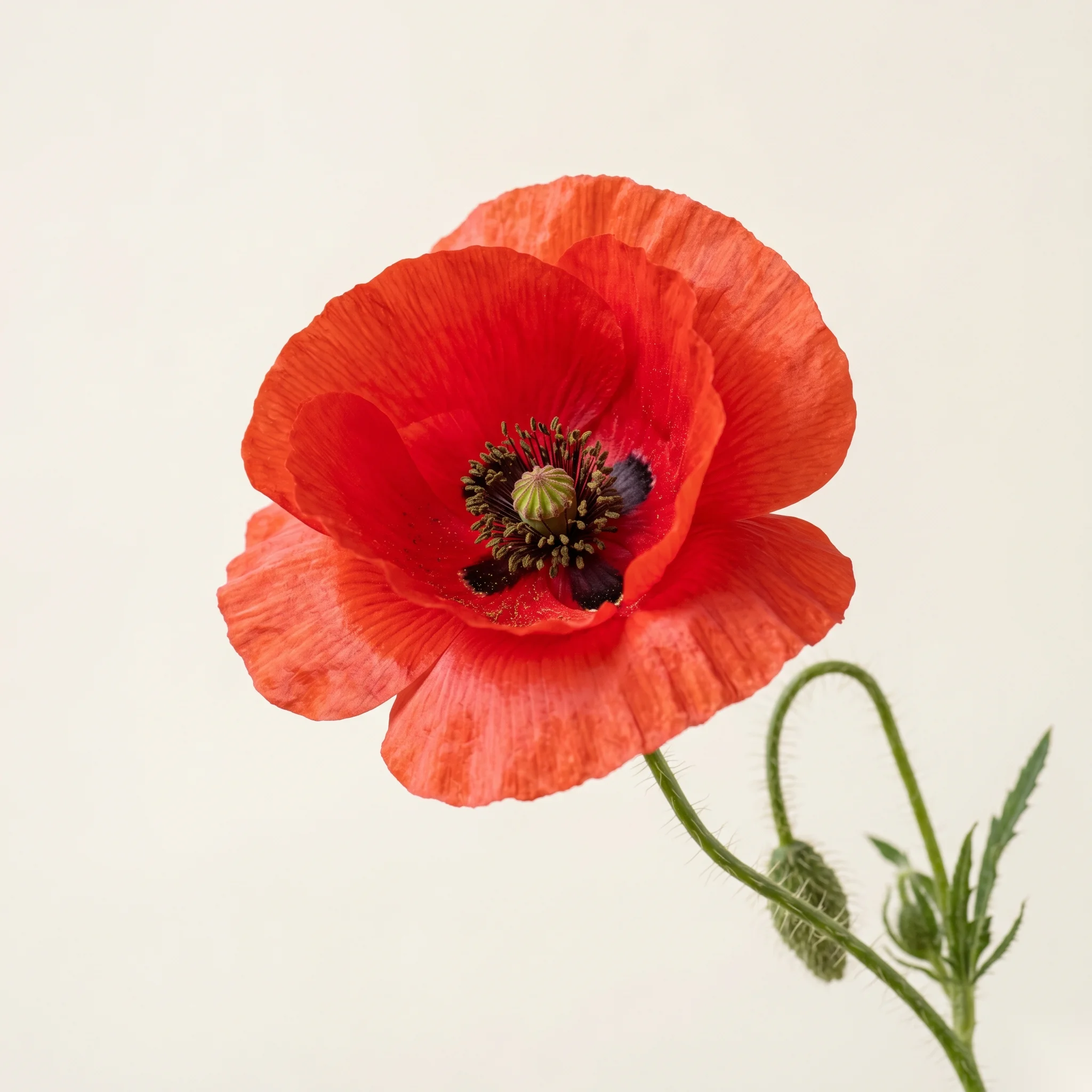 Coquelicot